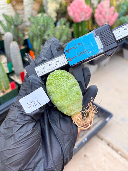 Pseudolithos Migiurtinus (#21) | Imported Plant | rare sucuclent