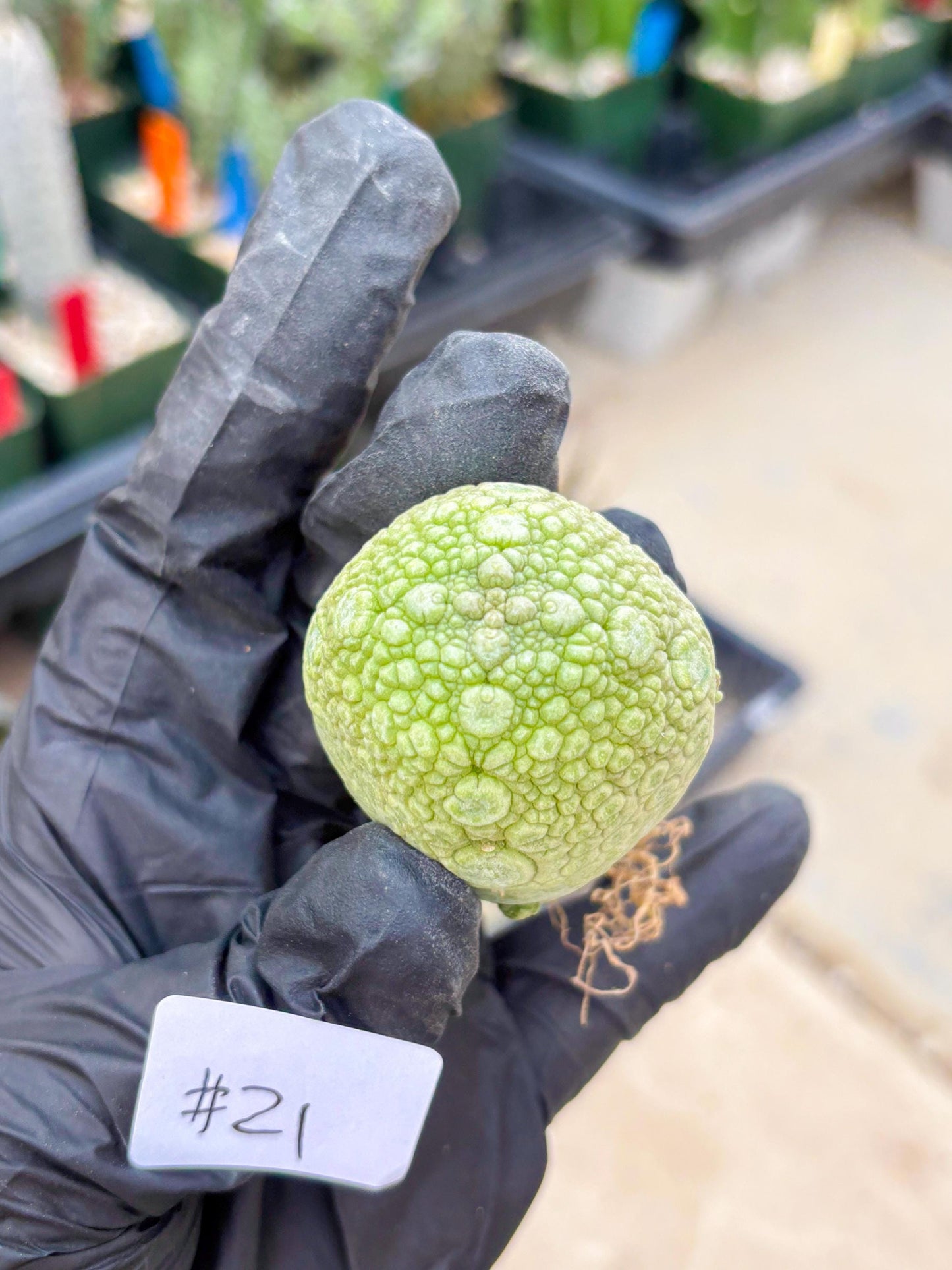 Pseudolithos Migiurtinus (#21) | Imported Plant | rare sucuclent