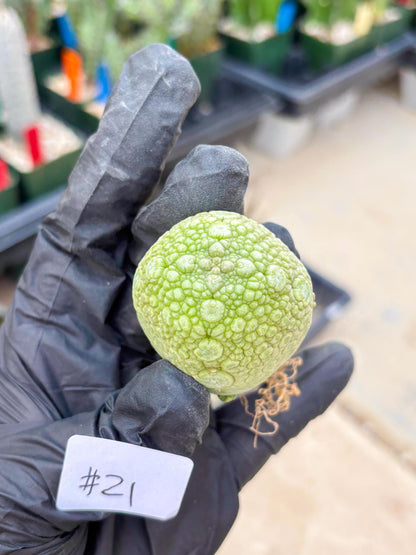 Pseudolithos Migiurtinus (#21) | Imported Plant | rare sucuclent