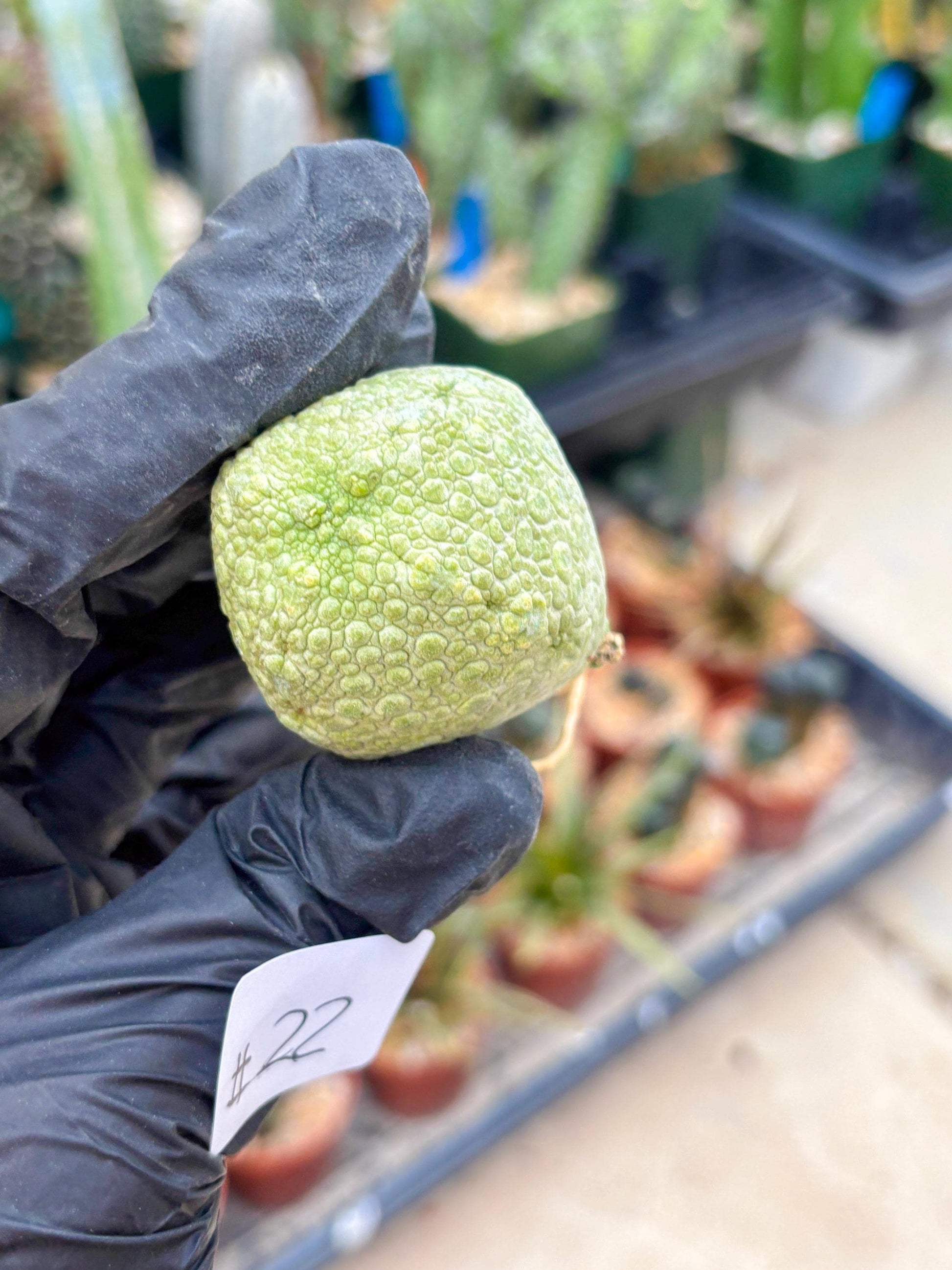 Pseudolithos Migiurtinus (#22) | rare sucuclent