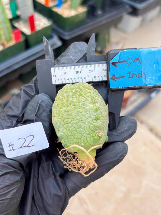 Pseudolithos Migiurtinus (#22) | rare sucuclent