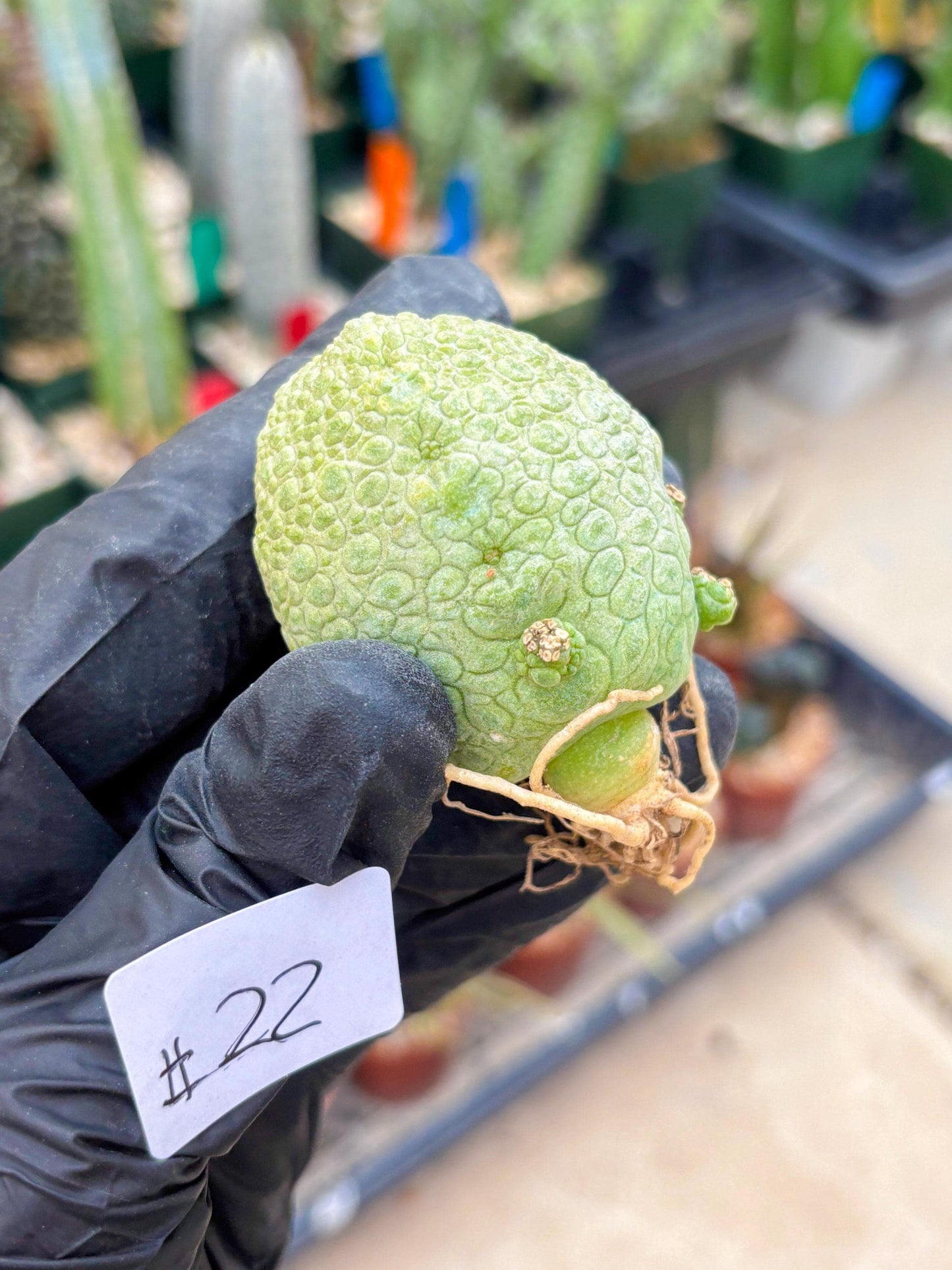 Pseudolithos Migiurtinus (#22) | rare sucuclent