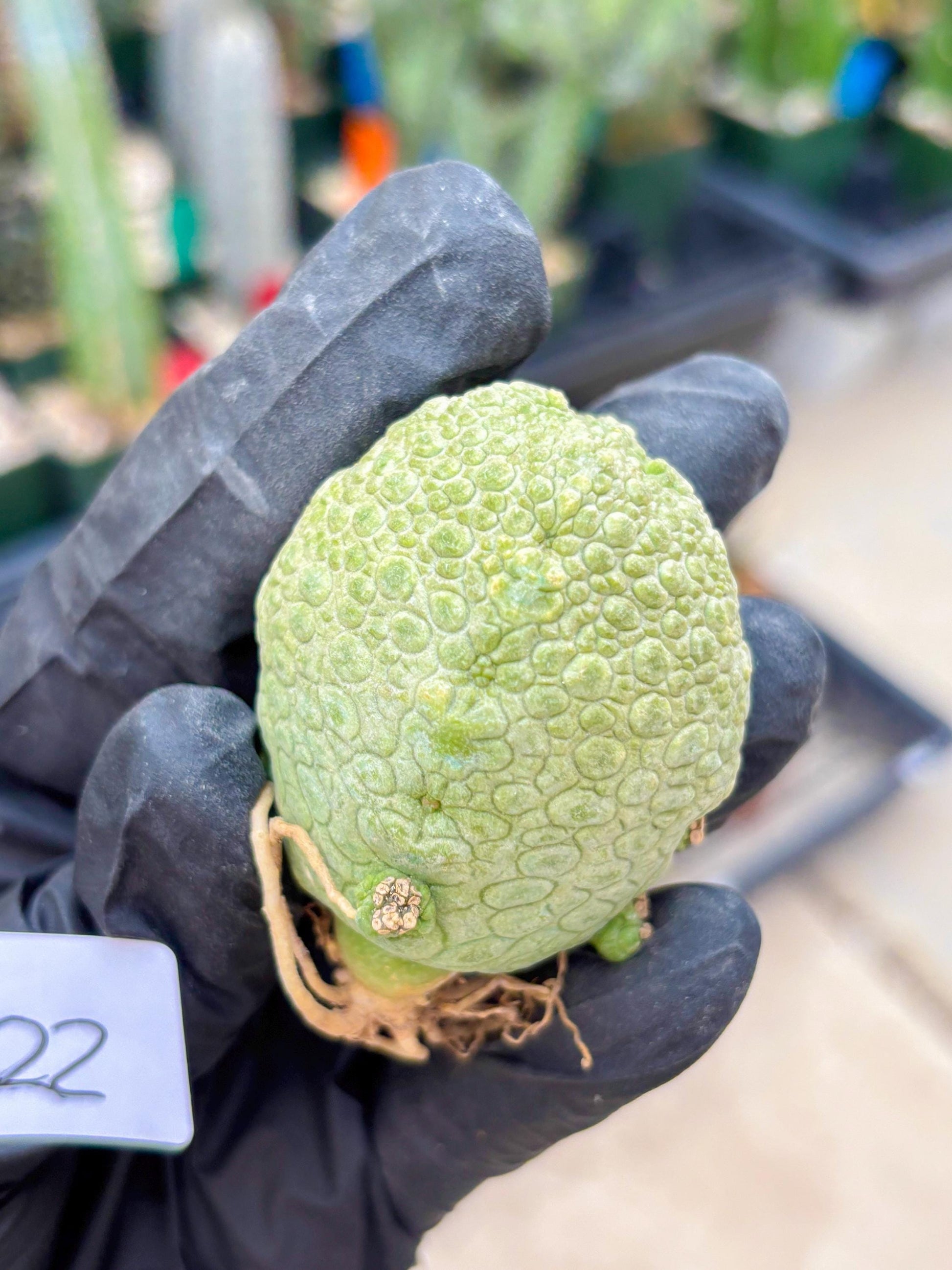 Pseudolithos Migiurtinus (#22) | rare sucuclent