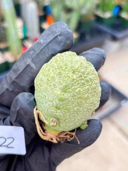 Pseudolithos Migiurtinus (#22) | rare sucuclent