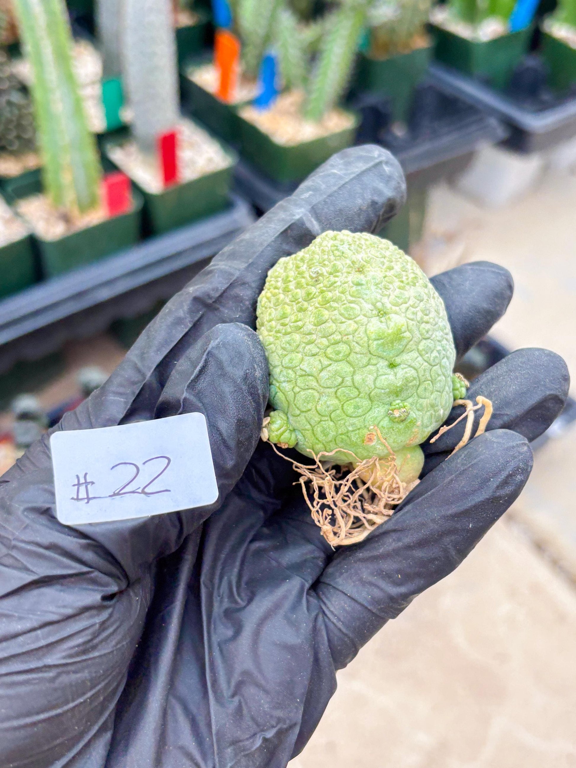 Pseudolithos Migiurtinus (#22) | rare sucuclent