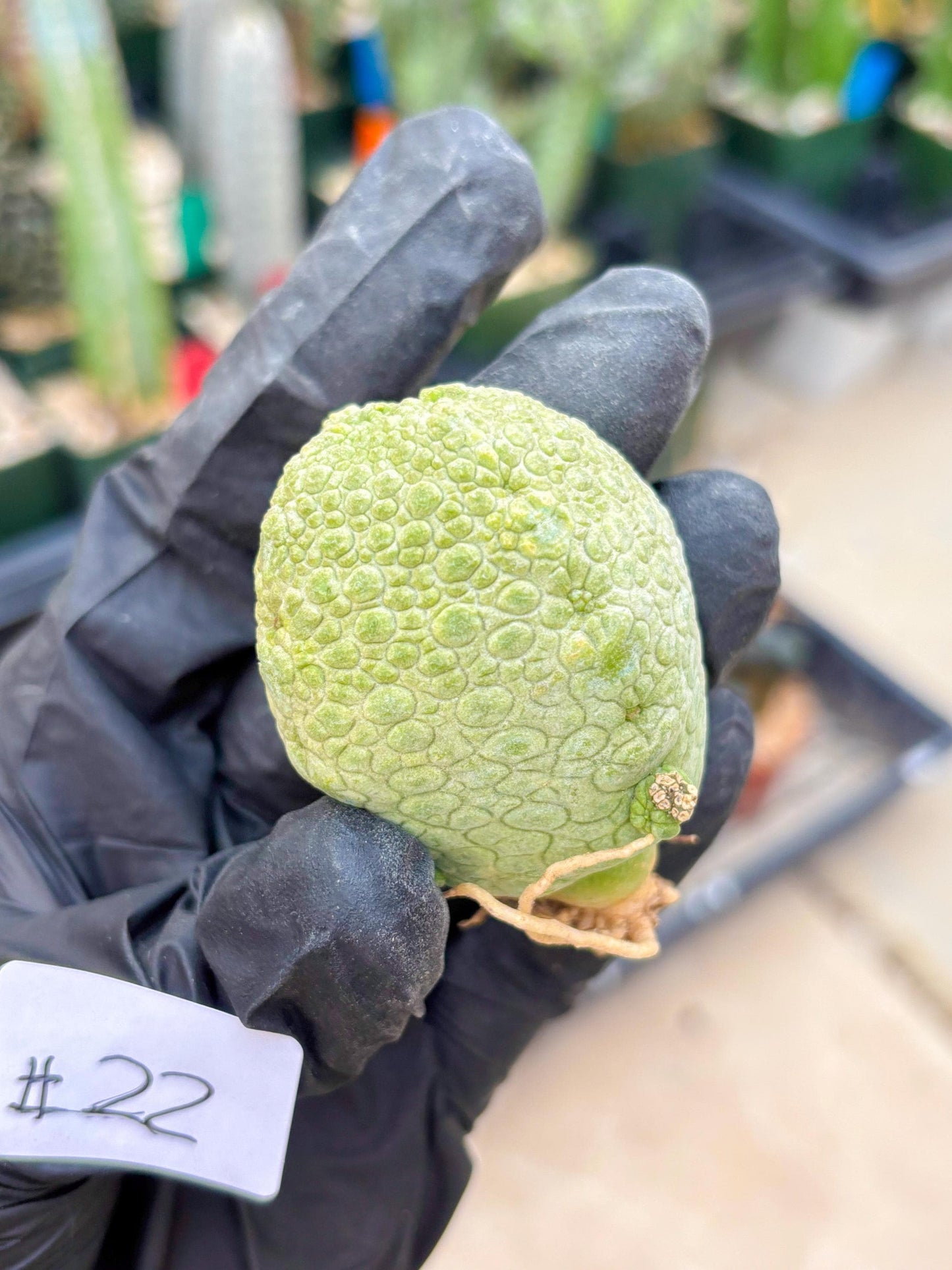 Pseudolithos Migiurtinus (#22) | rare sucuclent