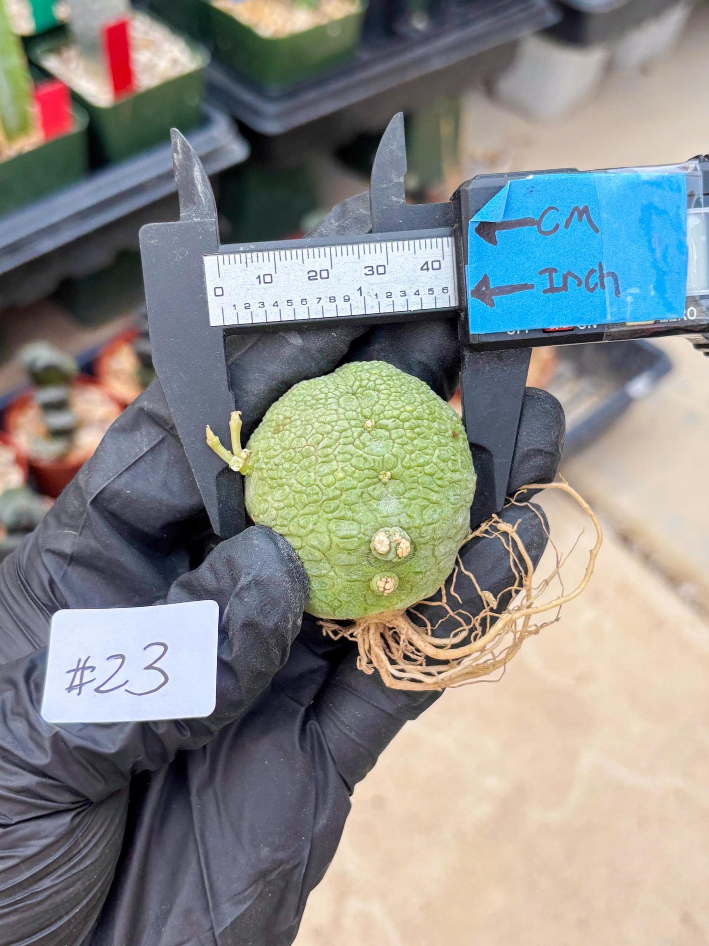 Pseudolithos Migiurtinus (#23) | Imported Plant | rare sucuclent