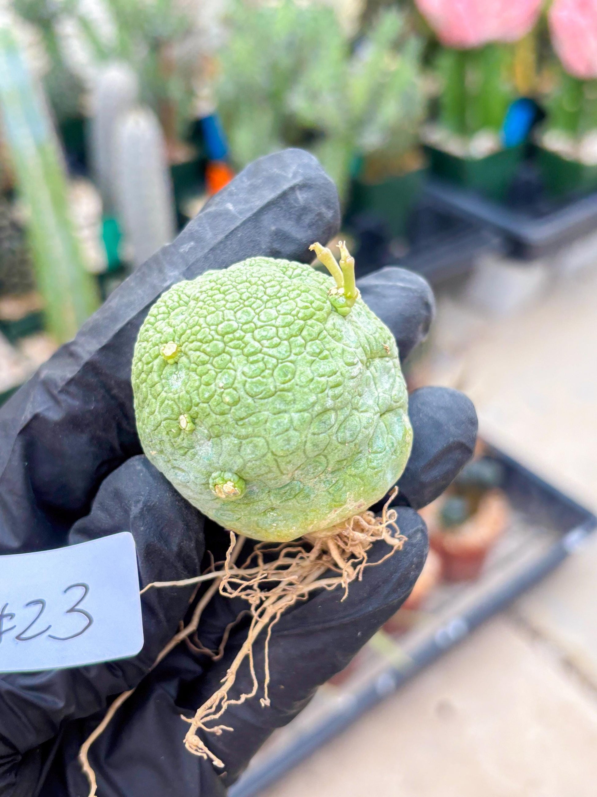 Pseudolithos Migiurtinus (#23) | Imported Plant | rare sucuclent