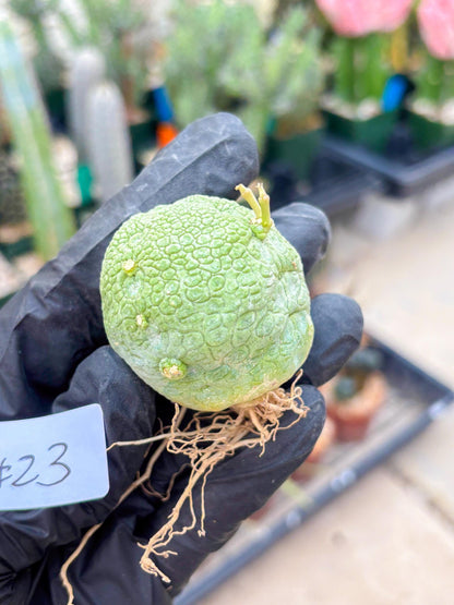 Pseudolithos Migiurtinus (#23) | Imported Plant | rare sucuclent