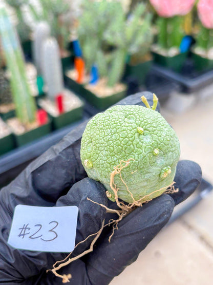 Pseudolithos Migiurtinus (#23) | Imported Plant | rare sucuclent