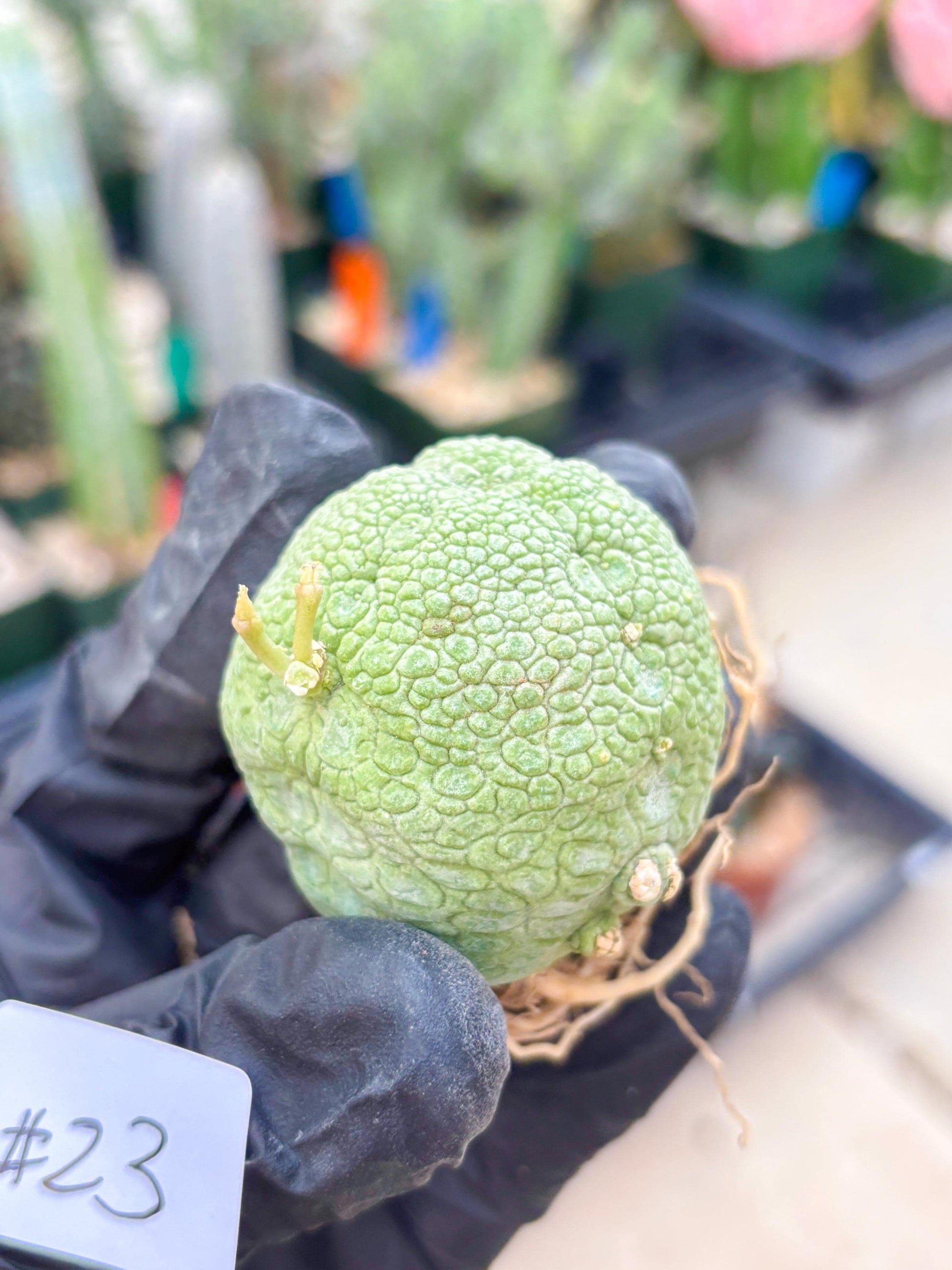 Pseudolithos Migiurtinus (#23) | Imported Plant | rare sucuclent