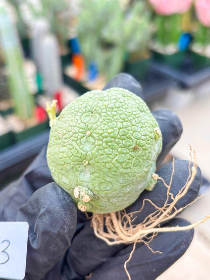 Pseudolithos Migiurtinus (#23) | Imported Plant | rare sucuclent