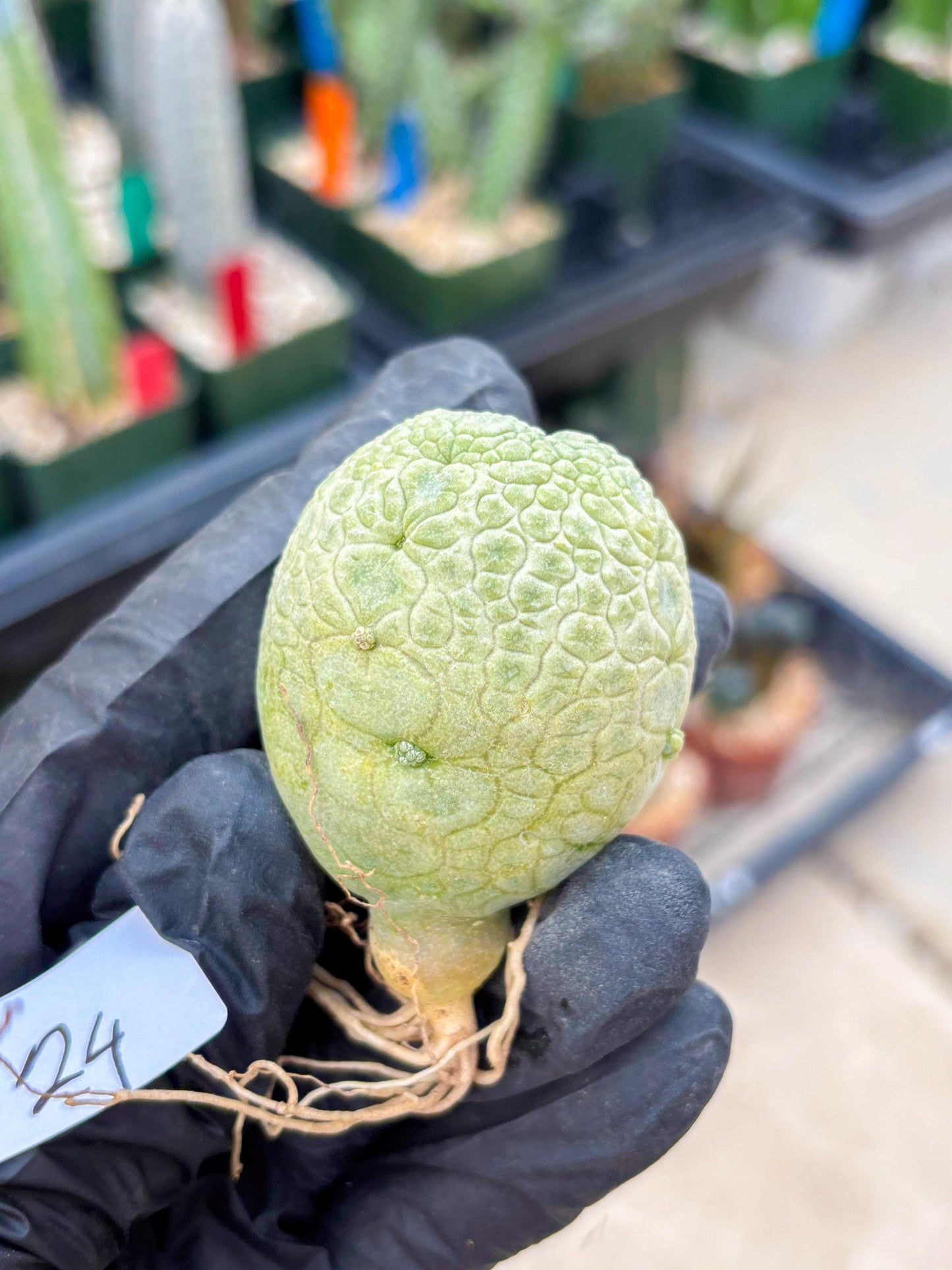 Pseudolithos Migiurtinus (#24) | Imported Plant | rare sucuclent