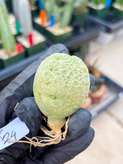 Pseudolithos Migiurtinus (#24) | Imported Plant | rare sucuclent