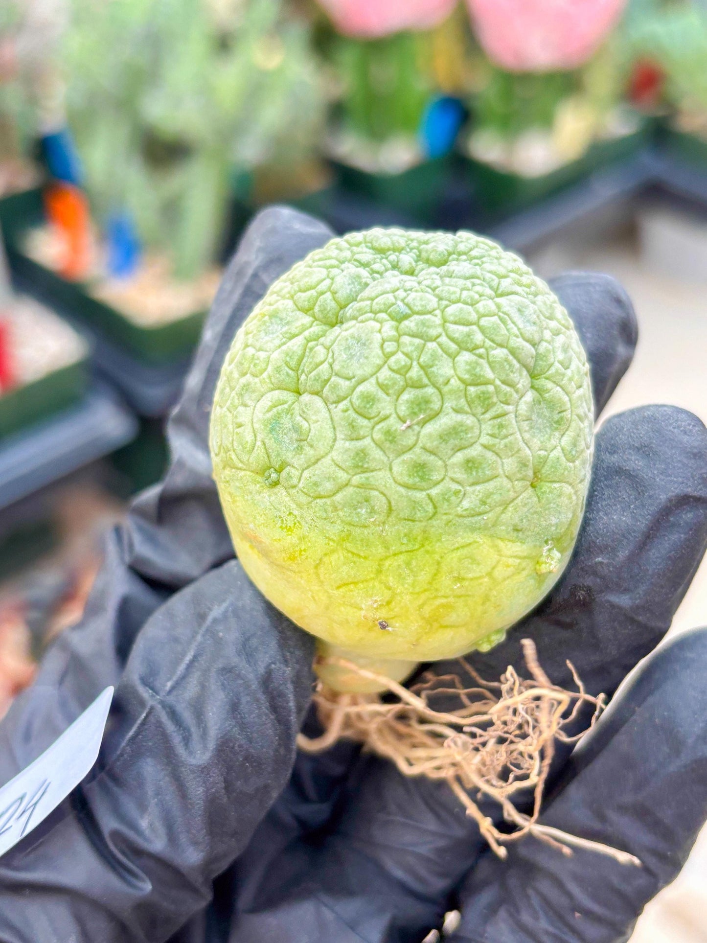 Pseudolithos Migiurtinus (#24) | Imported Plant | rare sucuclent