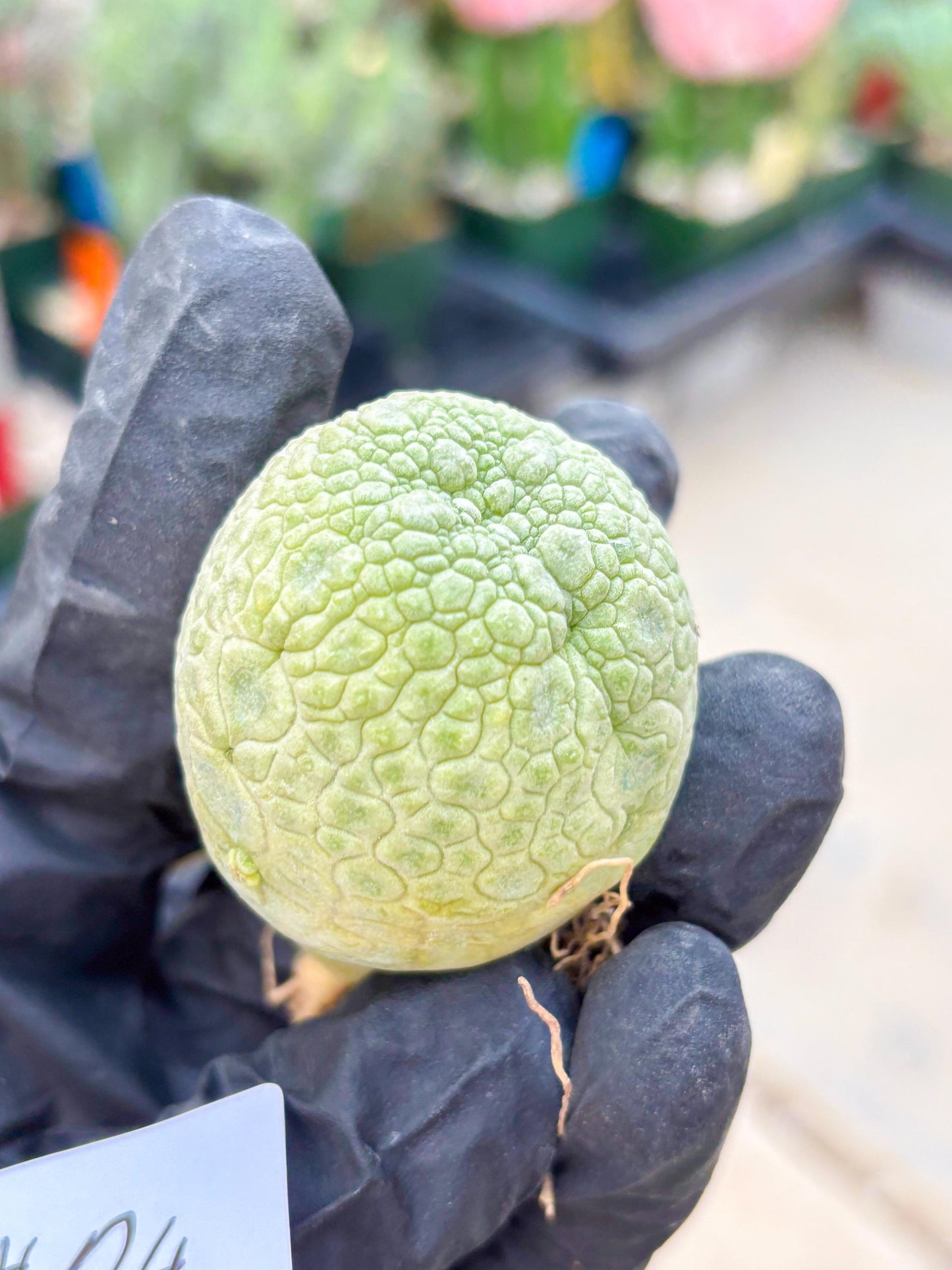 Pseudolithos Migiurtinus (#24) | Imported Plant | rare sucuclent