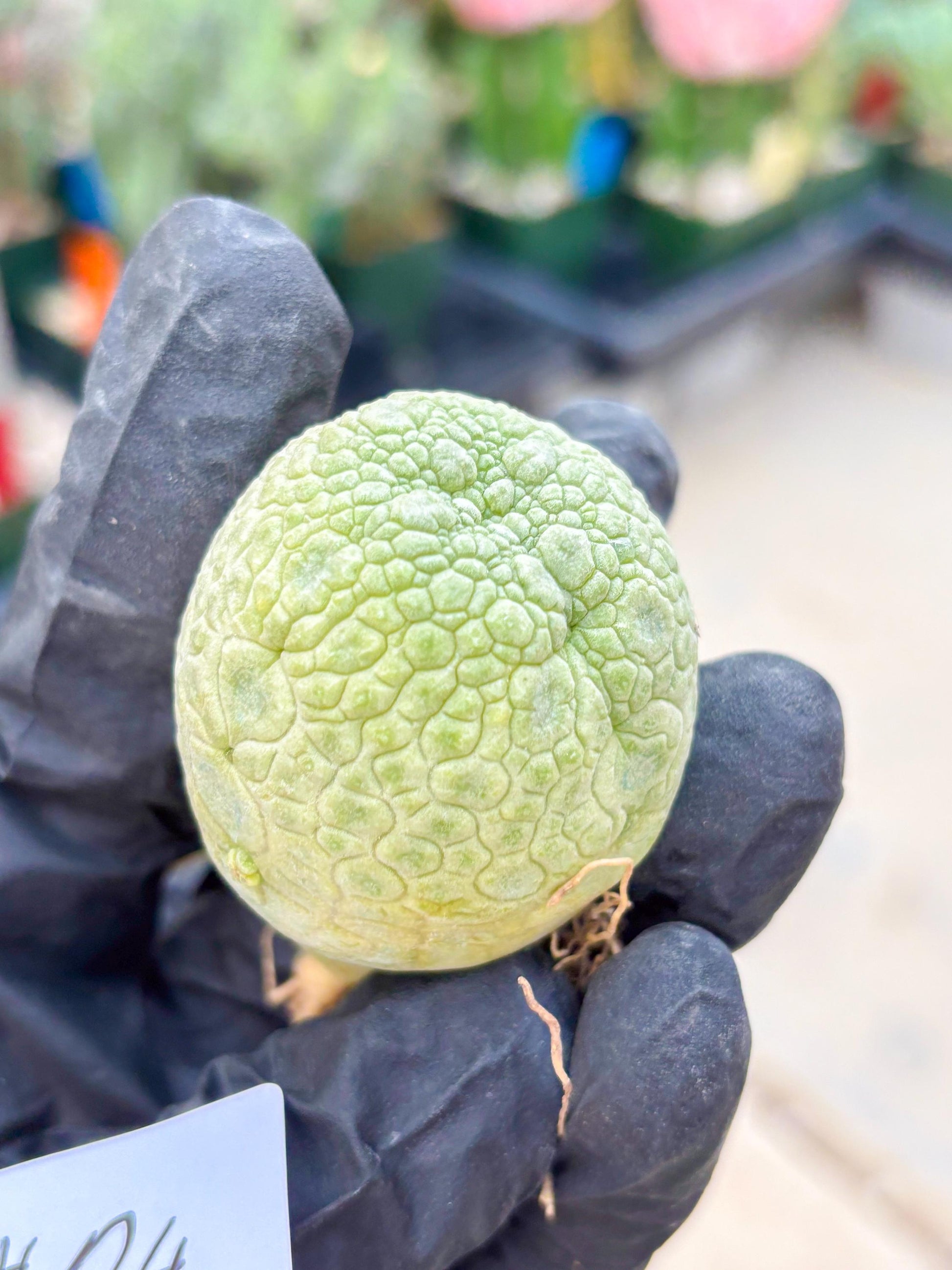 Pseudolithos Migiurtinus (#24) | Imported Plant | rare sucuclent