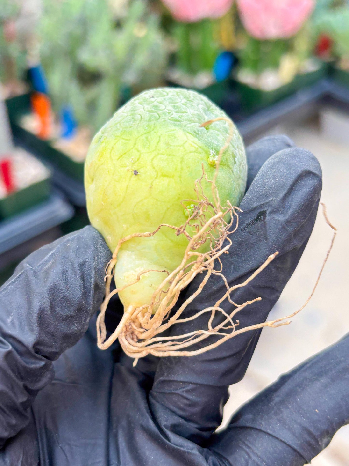 Pseudolithos Migiurtinus (#24) | Imported Plant | rare sucuclent