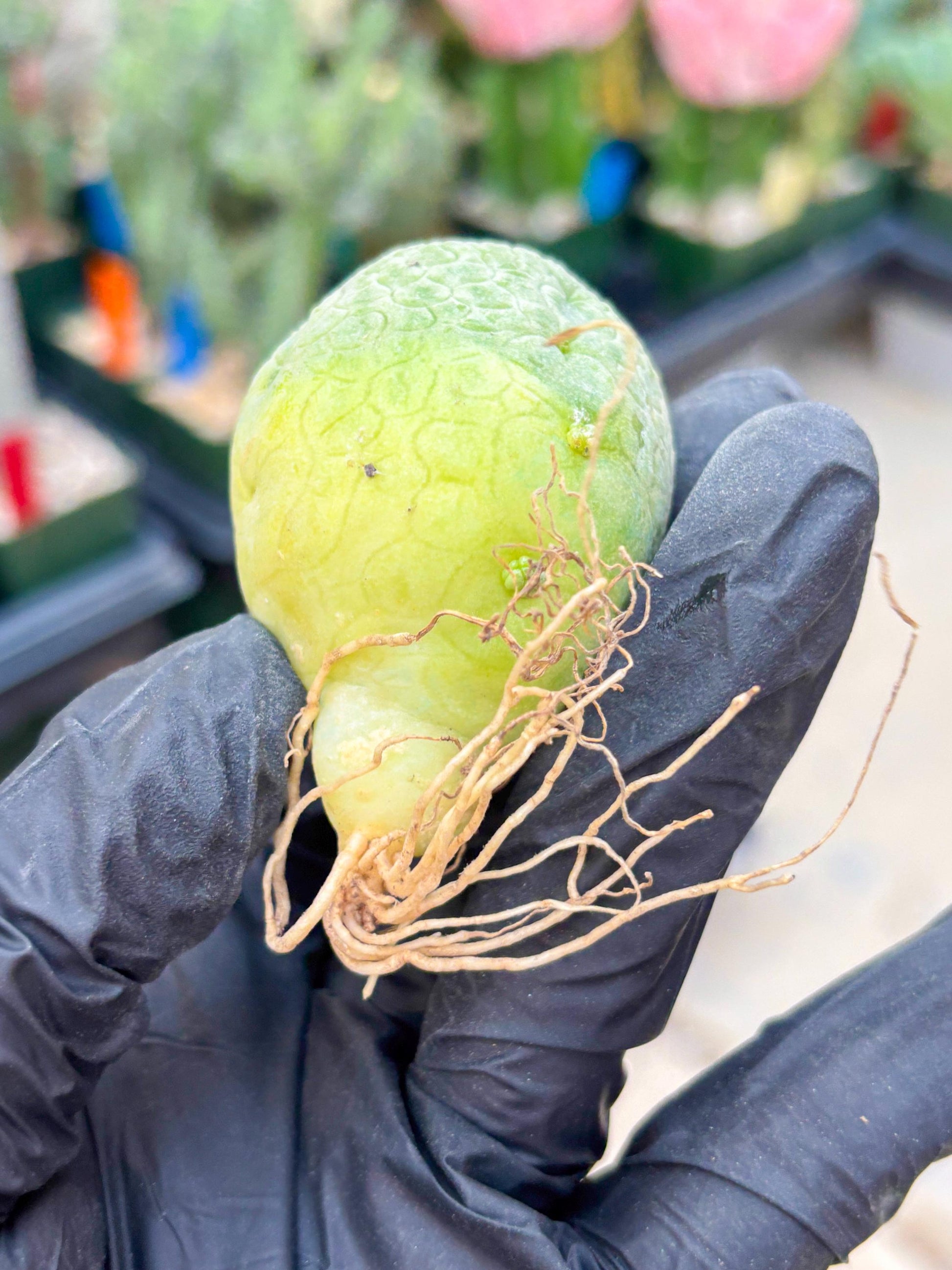 Pseudolithos Migiurtinus (#24) | Imported Plant | rare sucuclent