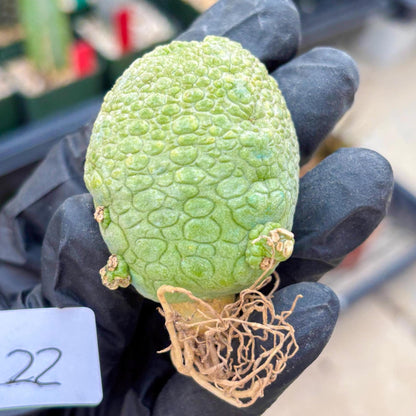 Pseudolithos Migiurtinus (#22) | rare sucuclent