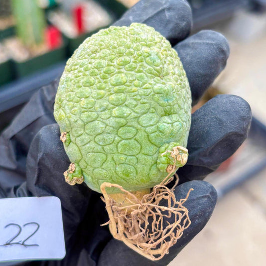 Pseudolithos Migiurtinus (#22) | rare sucuclent