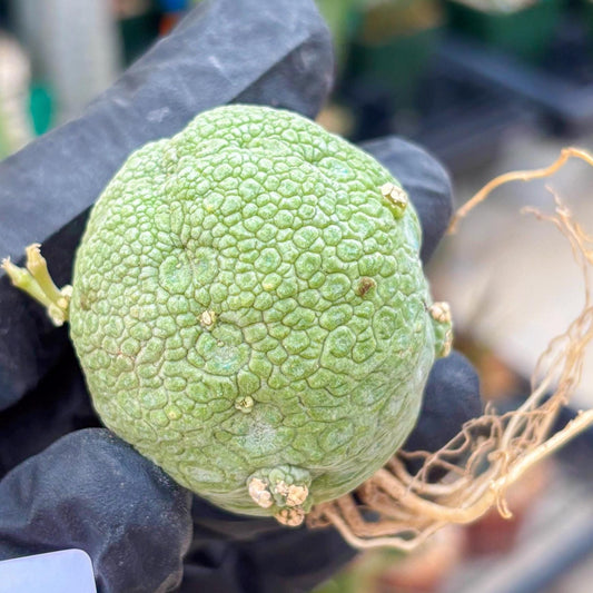 Pseudolithos Migiurtinus (#23) | Imported Plant | rare sucuclent