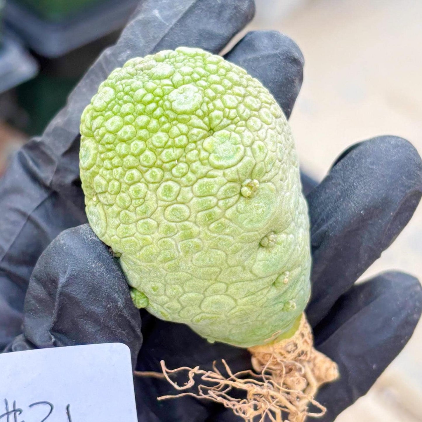 Pseudolithos Migiurtinus (#21) | Imported Plant | rare sucuclent