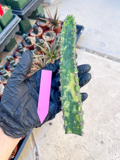 Harrisia Jusbertii Variegated (Pink) | Cuttings, For Grafting