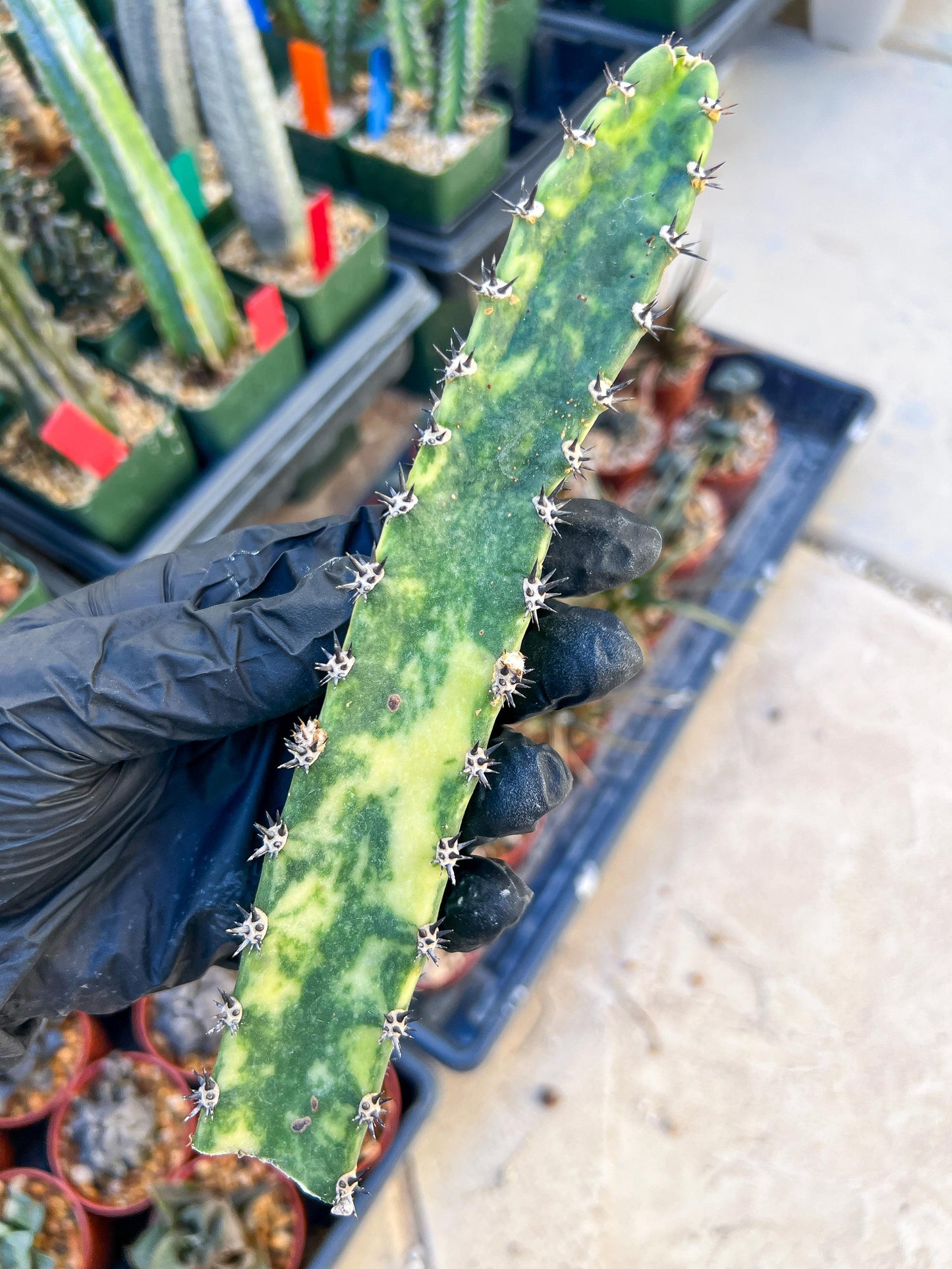 Harrisia Jusbertii Variegated (Pink) | Cuttings, For Grafting