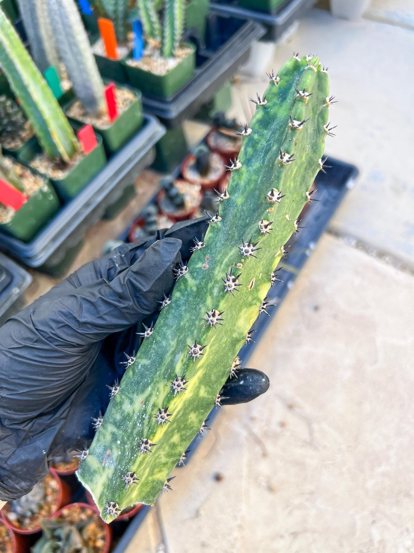 Harrisia Jusbertii Variegated (Pink) | Cuttings, For Grafting