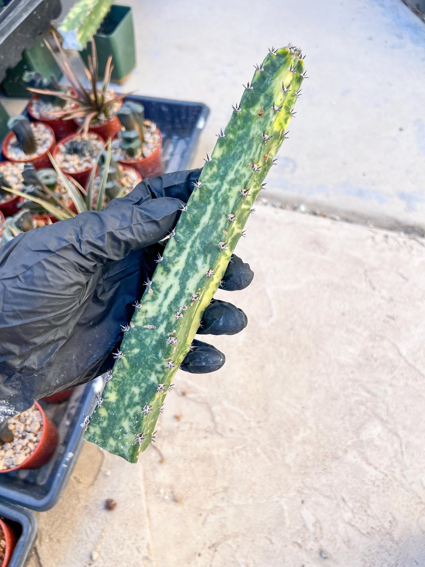 Harrisia Jusbertii Variegated (Yellow) | Cuttings, For Grafting