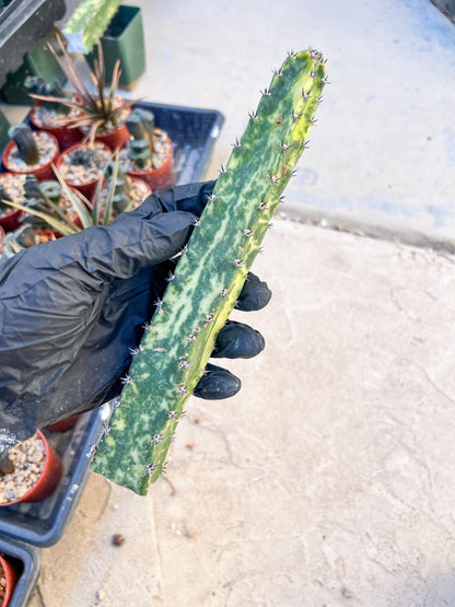 Harrisia Jusbertii Variegated (Yellow) | Cuttings, For Grafting