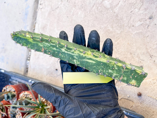 Harrisia Jusbertii Variegated (Yellow) | Cuttings, For Grafting