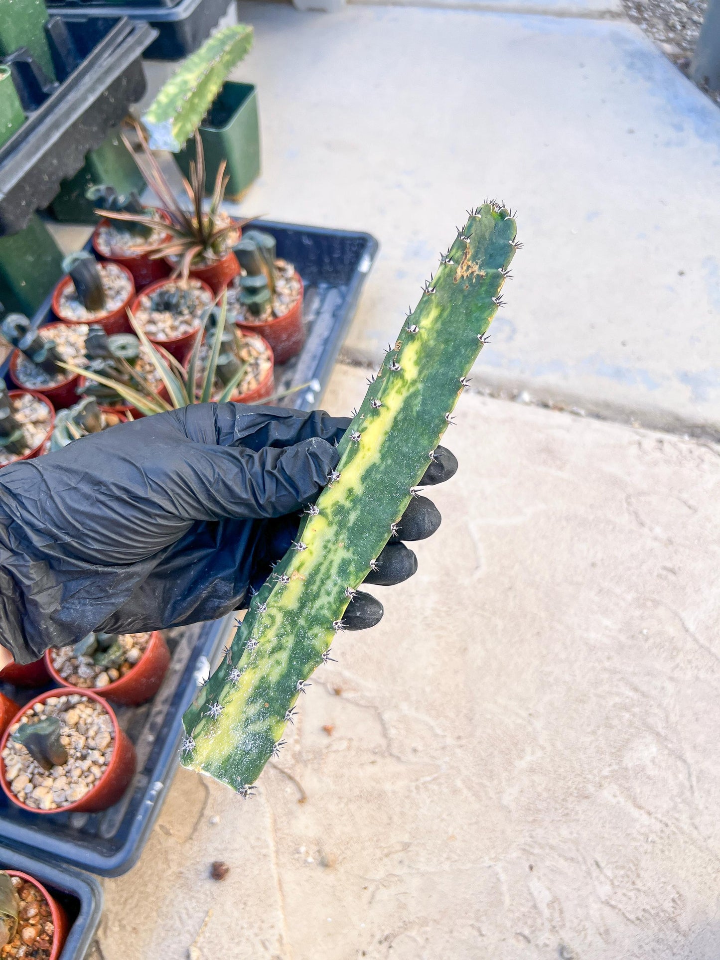 Harrisia Jusbertii Variegated (Yellow) | Cuttings, For Grafting