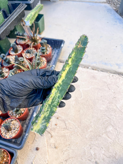 Harrisia Jusbertii Variegated (Yellow) | Cuttings, For Grafting
