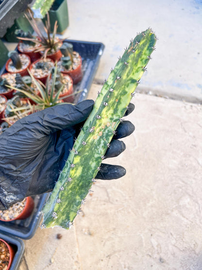 Harrisia Jusbertii Variegated (Yellow) | Cuttings, For Grafting