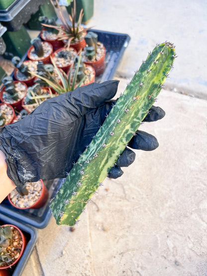 Harrisia Jusbertii Variegated (Yellow) | Cuttings, For Grafting