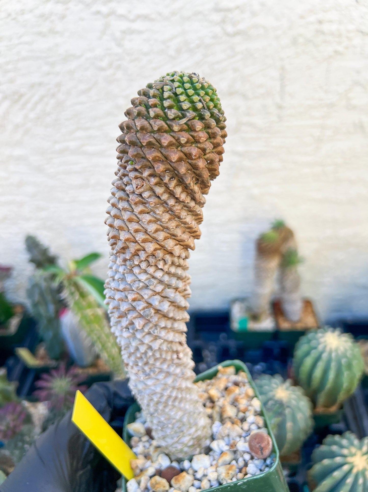 Euphorb Kaimagyoku or Hypogaea (Yellow) | Imported Plants