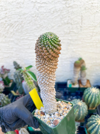 Euphorb Kaimagyoku or Hypogaea (Yellow) | Imported Plants