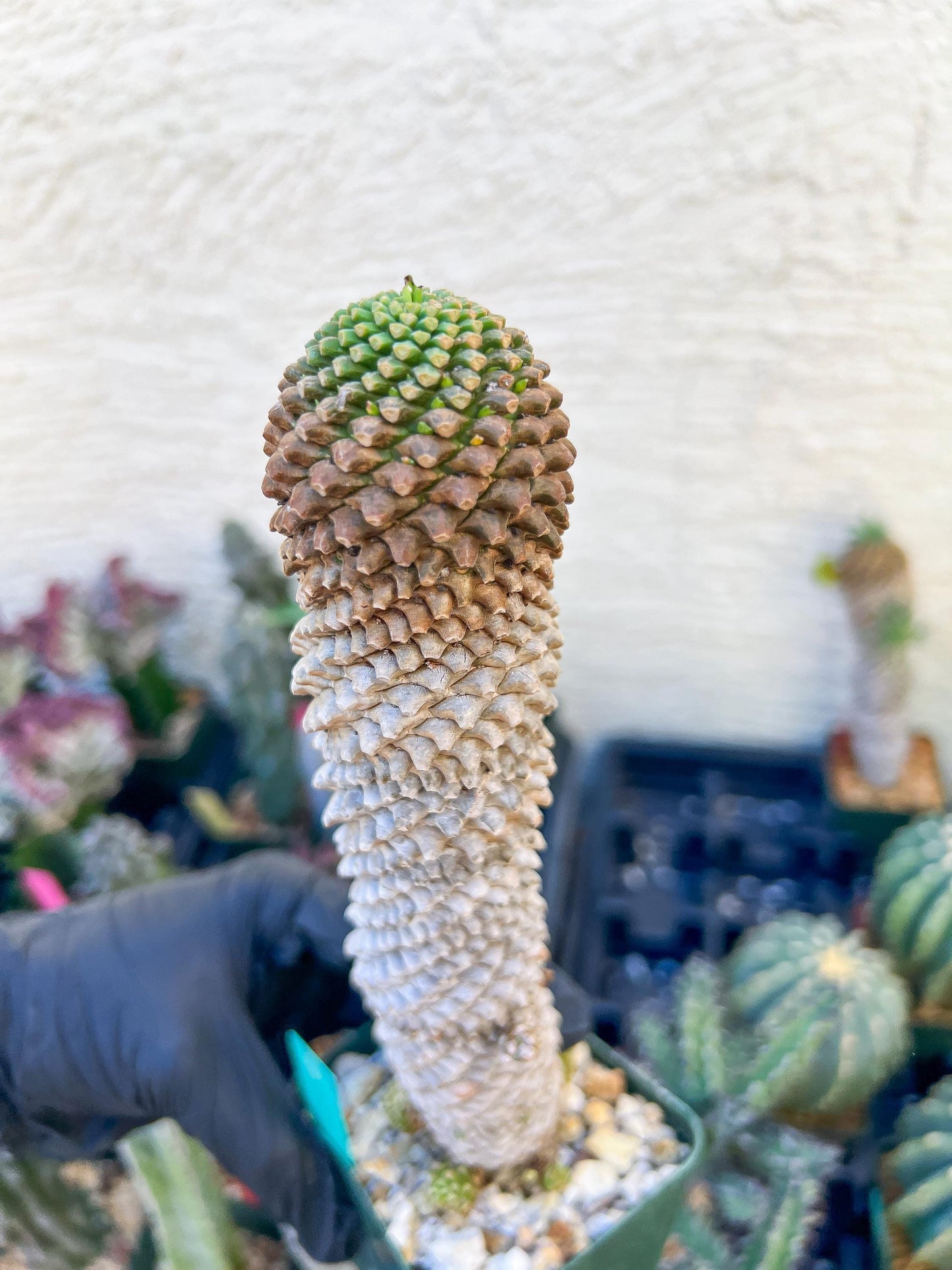 Euphorb Kaimagyoku or Hypogaea (Green) | Imported Plants