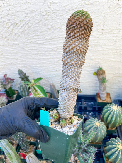 Euphorb Kaimagyoku or Hypogaea (Green) | Imported Plants