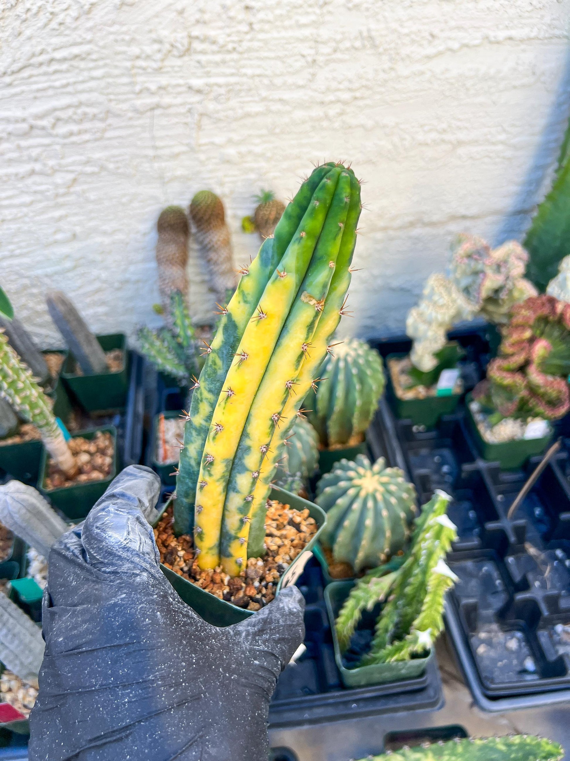 Thick Cactus for Grafting Purposes (#5) | Imported