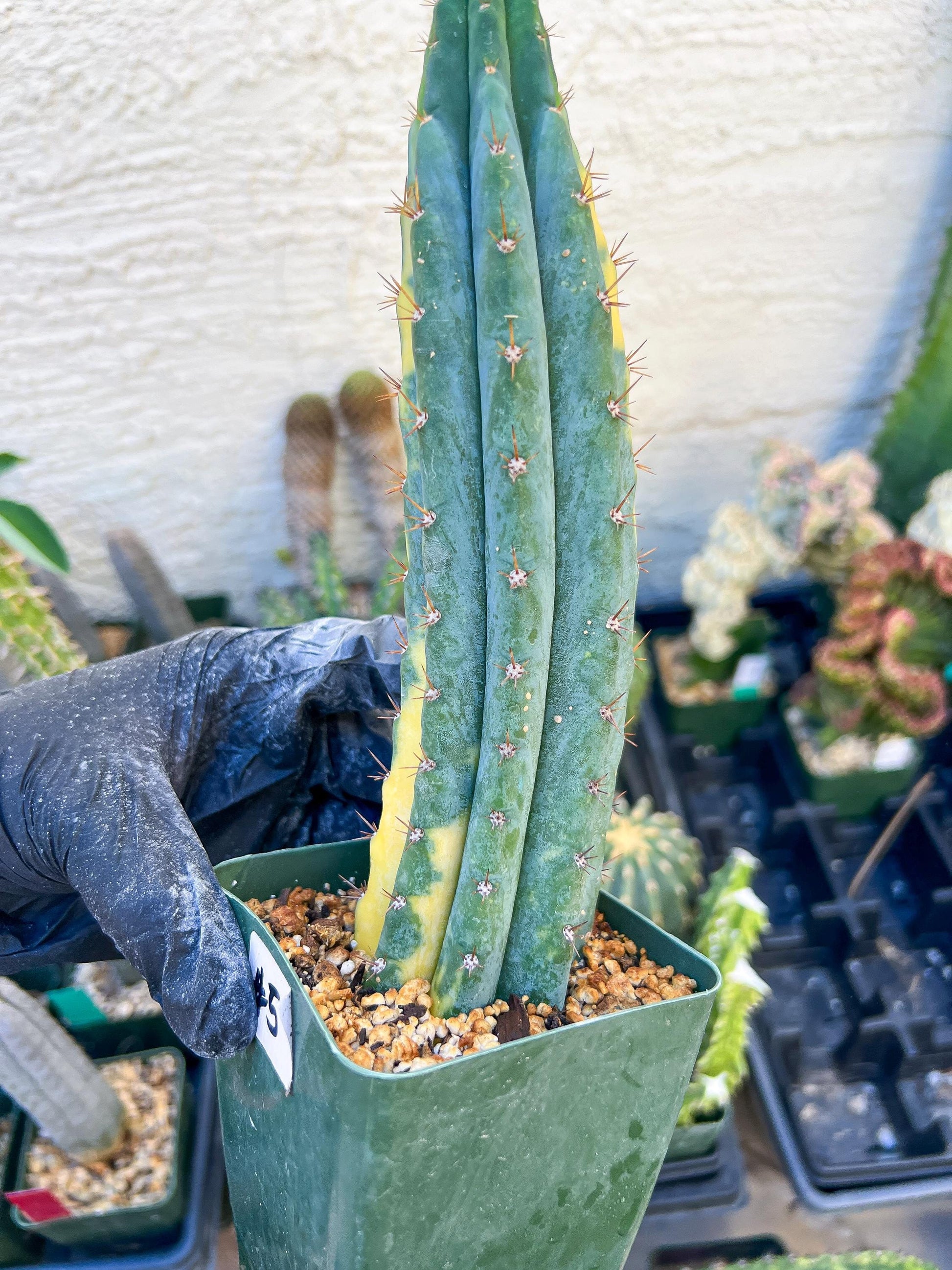 Thick Cactus for Grafting Purposes (#5) | Imported