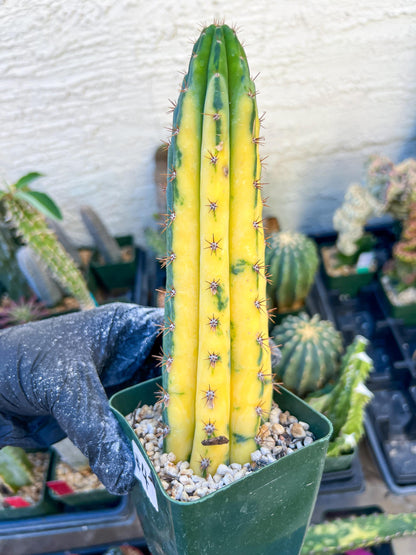 Thick Cactus for Grafting Purposes | Imported | #4~6
