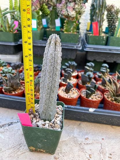 Rare Euphorb, Abdelkuri Grey (Pink)