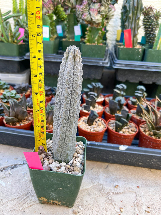 Rare Euphorb, Abdelkuri Grey (Pink)