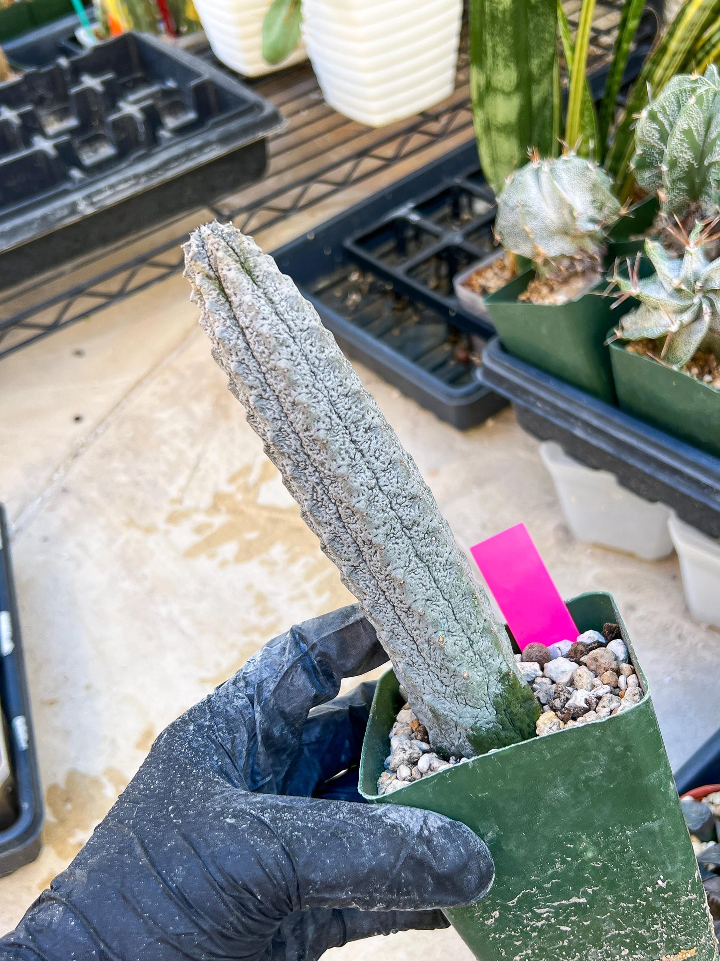 Rare Euphorb, Abdelkuri Grey (Pink)