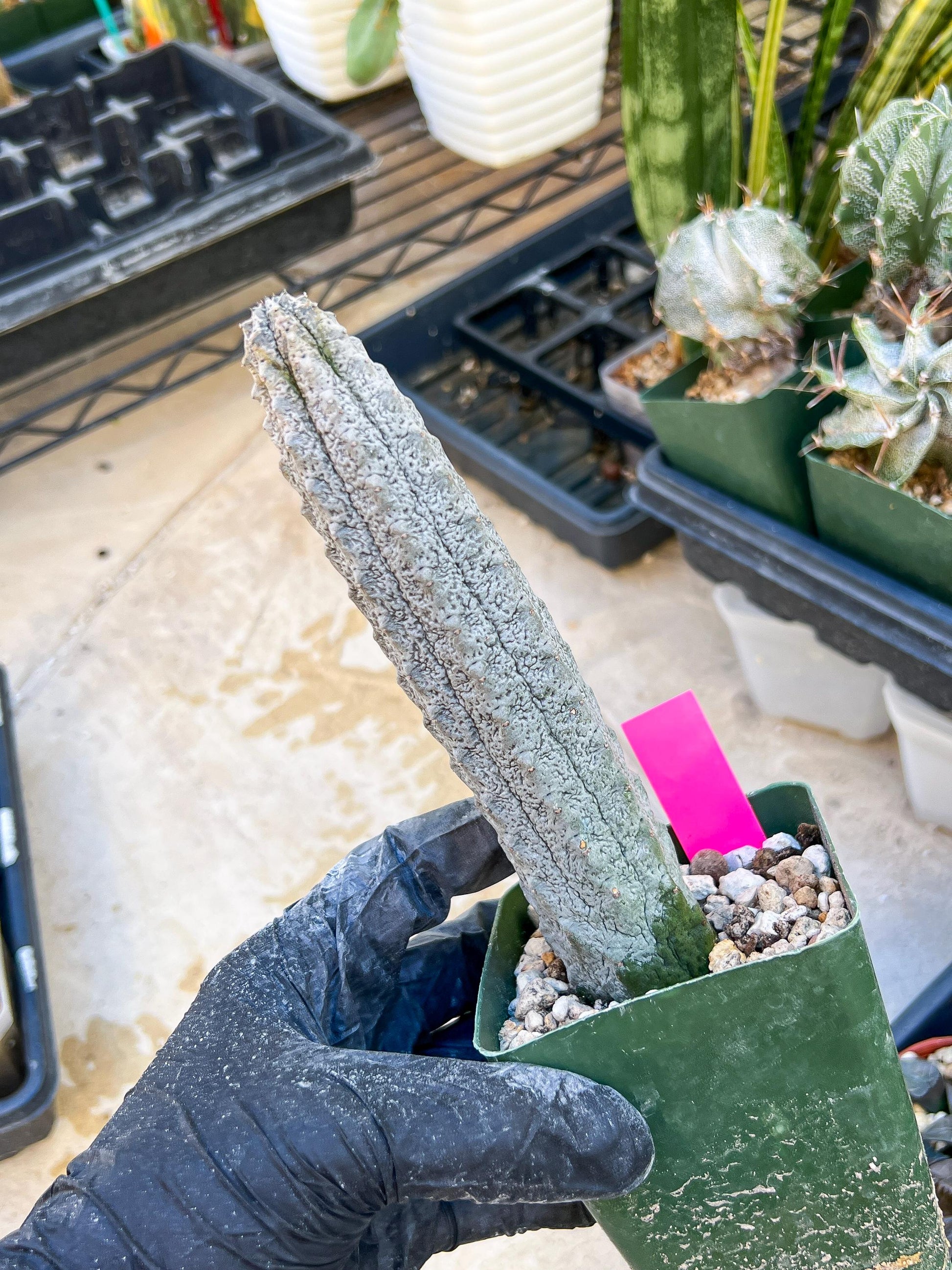 Rare Euphorb, Abdelkuri Grey (Pink)