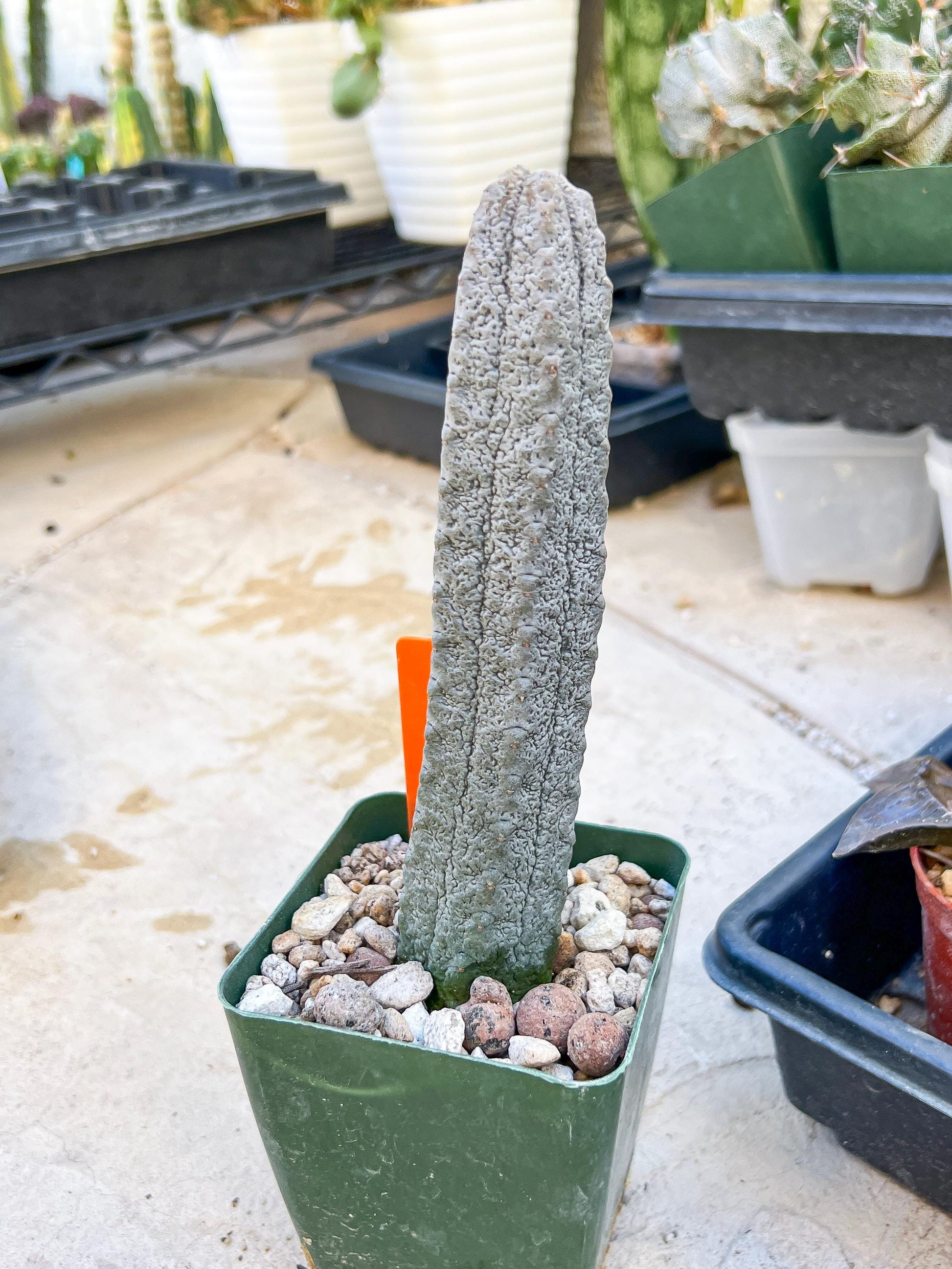 Euphorb abdelkuri Balf.f. (Orange) | Imported Plant