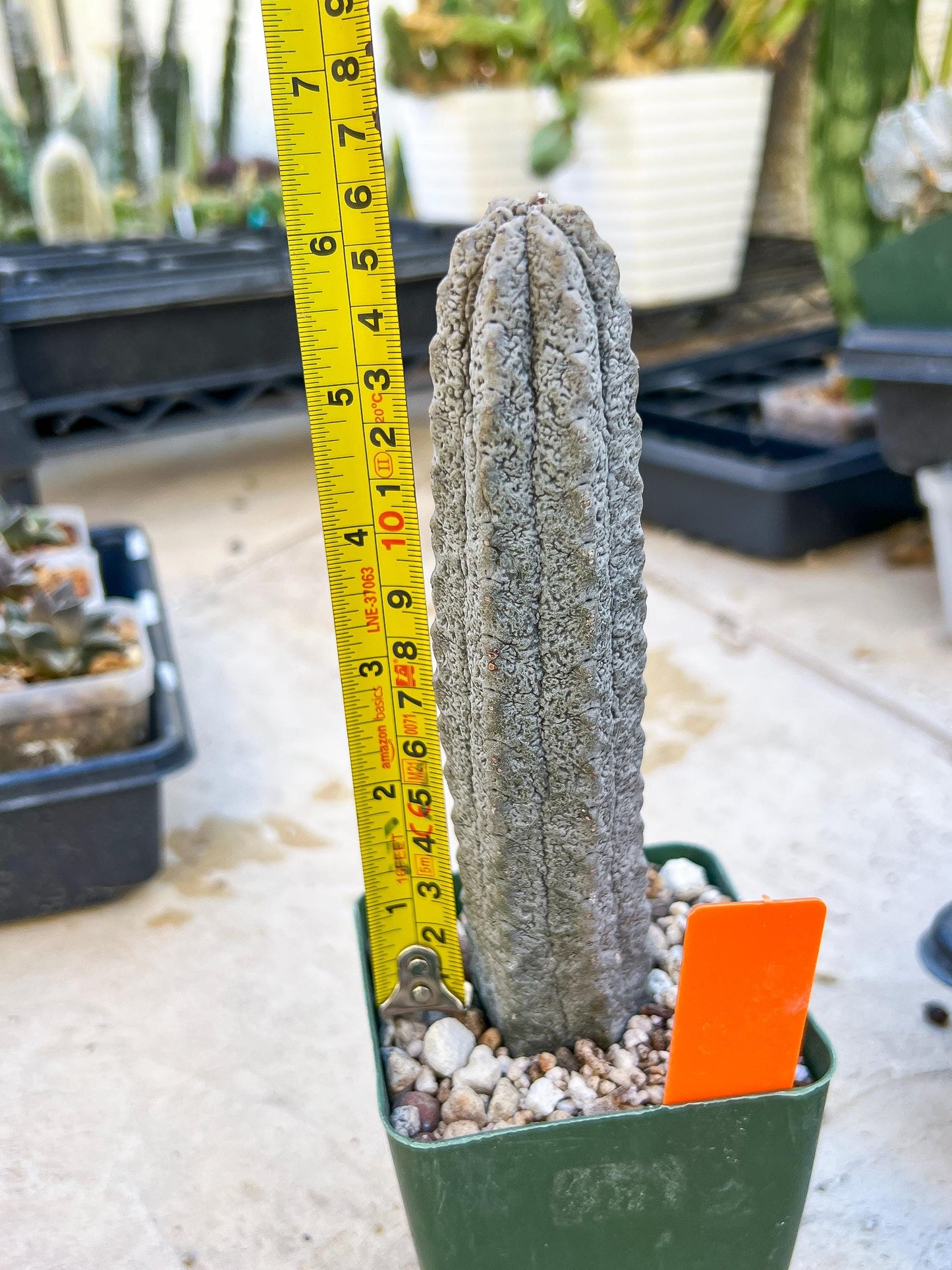 Euphorb abdelkuri Balf.f. (Orange) | Imported Plant